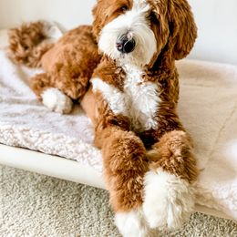 Goldendoodle Puppies from Mitten Doodles