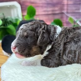Loretta Lynn - Phantom female Poodle puppy in Middlebourne, West Virginia from El Silencio Standard Poodles