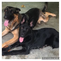 German Shepherd All Grown Up from Refiners Fire Kennel