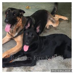 German Shepherd All Grown Up from Refiners Fire Kennel