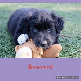 Australian Shepherd Puppies from Tru Blu Aussies