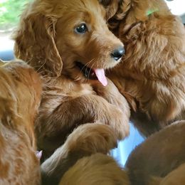 Goldendoodle Puppies from Rustic Road Doodles
