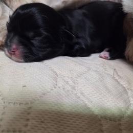 Socks - Black and white female Shih Tzu puppy in Kernersville, North Carolina from SweetTee's Shih Tzus LLC