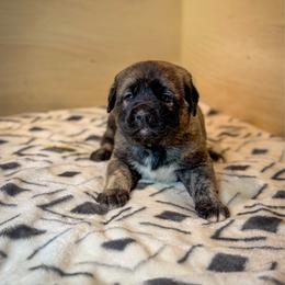 Green collar - Brindle female Anatolian Shepherd Dog puppy in Spokane, Washington from 4D Cattle Dogs