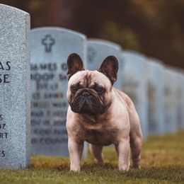 Carlton - French Bulldog