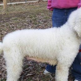 German Shepherds and Poodles from Puppy paradise