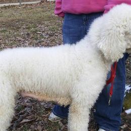 German Shepherds and Poodles from Puppy paradise