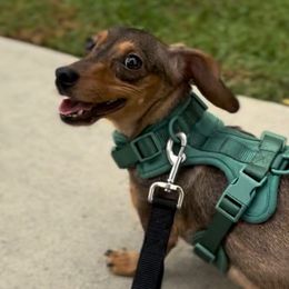 Saige - Dachshund