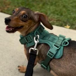 Saige - Dachshund