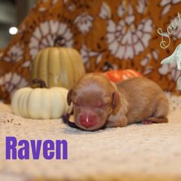 Raven - Cream female Dachshund puppy in Franklinton, Louisiana from Southern Grace Doxies