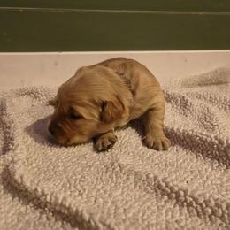 Holly (1st pick female) - Golden female Golden Retriever puppy in Tenino, Washington from Oak River Goldens'