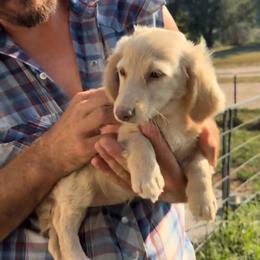 Mary - Cream female Dachshund puppy in Conway, Missouri from Ozark Mountain Kennel