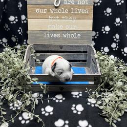 Orange collar - Blue speckled male Australian Cattle Dog puppy in Saint Albans, Maine from Australian Cattle Cuties and littles