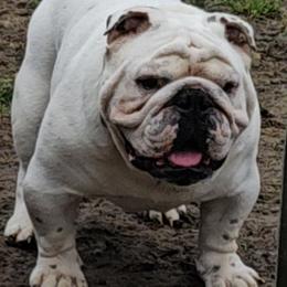 Gunner - Bulldog