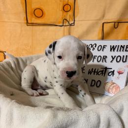 Chardonnay - White and black female Dalmatian puppy in Claremore, Oklahoma from Lotsofdots Dalmatians