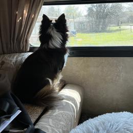 Charlie - Chihuahua