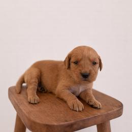 Orange Color Girl - Golden female Golden Retriever puppy in Loma Rica, California from BloomingPuppies