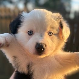 Auggy - Blue merle male Miniature Australian Shepherd puppy in Bartow, Florida from Peace Creek Aussies