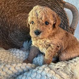 Nugget - Red  female Poodle puppy in Concord, California from Golden State Good Dogs