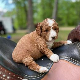 Our Pick Of The Litter - Red  male Goldendoodle puppy in Russell Springs, Kentucky from Milk & Honey Doodles