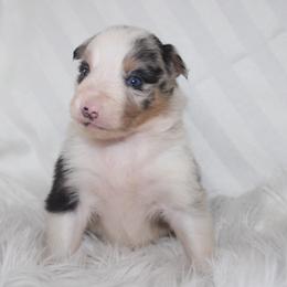 Una - Blue merle female Border Collie puppy in Cedartown, Georgia from Ferguson Border Collies