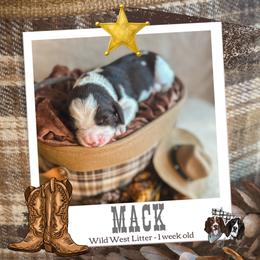 Mack - Liver and white male English Springer Spaniel puppy in Albany, Minnesota from Farm Fresh Labradors & English Springers