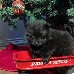 Lizzie - Black female Pomeranian puppy in Sulphur Springs, Texas from Johnny's Pets