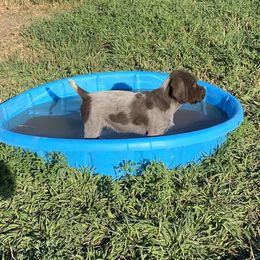 Wirehaired Pointing Griffon Puppies from High Point Griffons