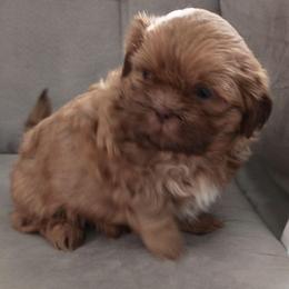 Little man - Red and tan male Shih Tzu puppy in Browns Summit, North Carolina from Lisa's Shih Tzus