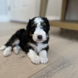 Millie - Tri-color female Bernedoodle puppy in Coventry, Rhode Island from Timber Trail Bernedoodles RI