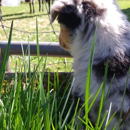 Australian Shepherd and Miniature Australian Shepherd Puppies from Grayback Aussies