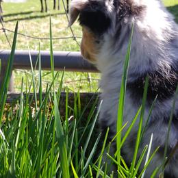 Australian Shepherd and Miniature Australian Shepherd Puppies from Grayback Aussies