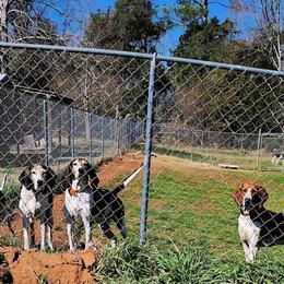 Treeing Walker Coonhound All Grown Up from Broken Road Kennel