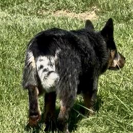 Australian Cattle Dog Puppies from Camira Ranch Australian Cattle Dogs