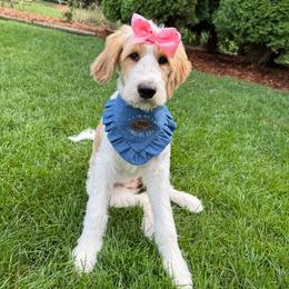 Coral - Parti female Goldendoodle puppy in Waterford, Michigan from Oh My Doodness!