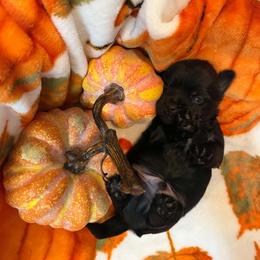 Moose - Black and tan male Yorkshire Terrier puppy in Lakeland, Florida from You Me & The Yorkies