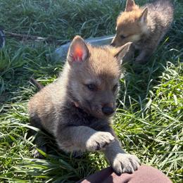 Girl 3 - Silver gray female Czechoslovakian Vlcak puppy in Boon, Michigan from Mikai's Pack