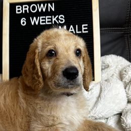 Brown Collar - Cream Labradoodle puppy in Visalia, California from Junebug’s Labradoodles