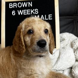 Brown Collar - Cream Labradoodle puppy in Visalia, California from Junebug’s Labradoodles