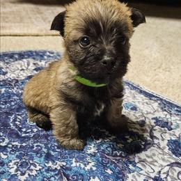 Lime boy - Wheaten male Cairn Terrier puppy in Lore City, Ohio from Loves Kennel