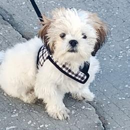 Shih Tzu Puppies from Prescious Shih Tzu’s