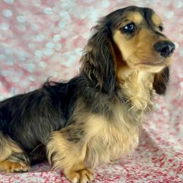 Zeke - Dachshund