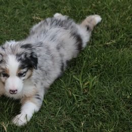 Miniature Australian Shepherd Puppies from Ridgestar Aussies