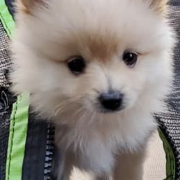 Pomeranians from Angel Pomeranians