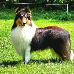 Navy - Collie