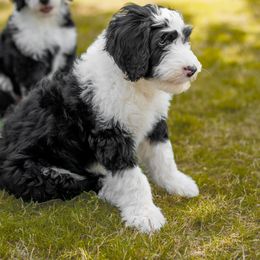 Assorted Doodle Crosses, Old English Sheepdog, and Poodle Puppies from Everyone Loves Doodlez