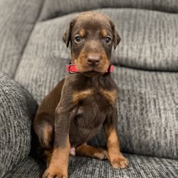 Red Collar - Red and rust male Doberman Pinscher puppy in Lake City, Florida from Paintedcrazy Doberman Pinchers