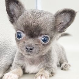 Love - Blue female Chihuahua puppy in Westport, New York from Chantilly chihuahuas