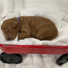 Goldendoodle Puppies from Cozy Creek Doodles