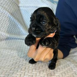 Zara - Black female Cocker Spaniel puppy in Corcoran, California from Sweetheart Cockers